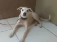 LILICA