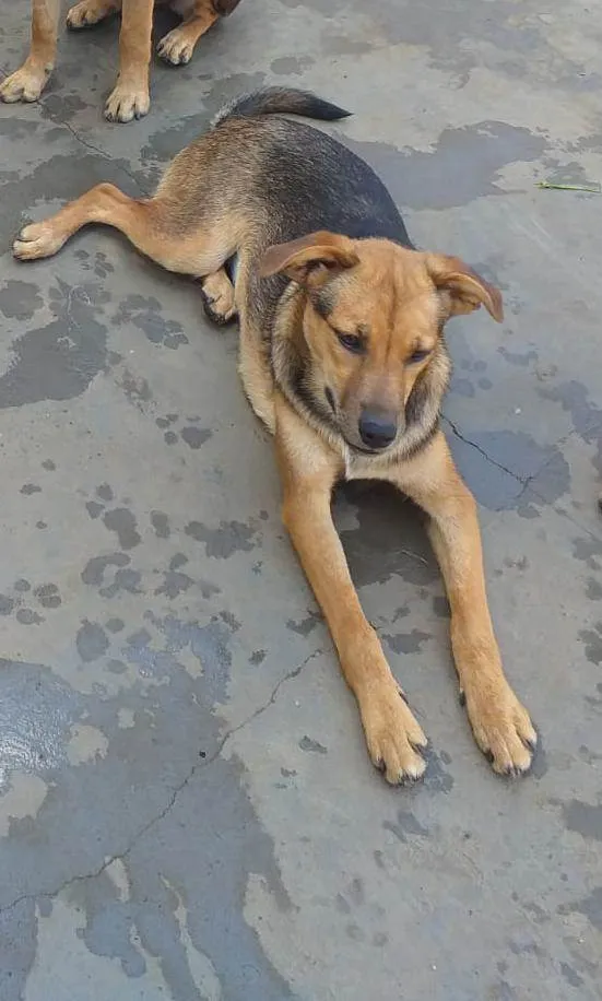 Cachorro ra a  idade 1 ano nome Lisboa