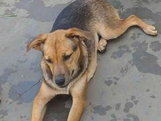 Cachorro ra a  idade 1 ano nome Lisboa