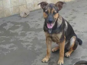 Cachorro raça  idade 1 ano nome Denver