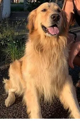 Cachorro raça Golden retriever idade 6 ou mais anos nome Kevin (Zé)