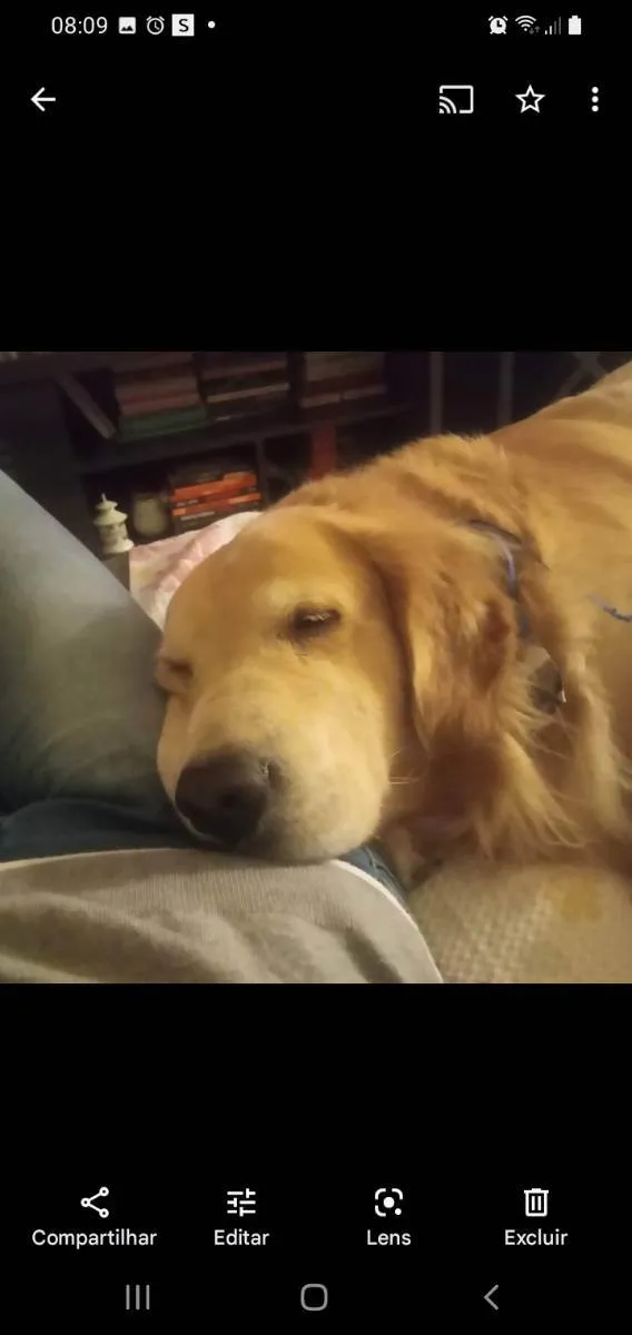 Cachorro raça Golden retriever idade 6 ou mais anos nome Kevin (Zé)
