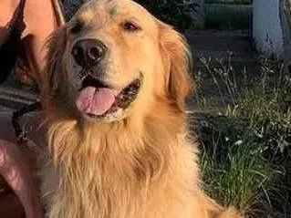 Cachorro raça Golden retriever idade 6 ou mais anos nome Kevin (Zé)
