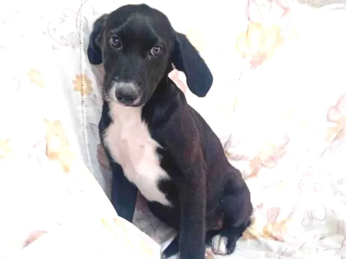 Cachorro raça Srd idade 2 a 6 meses nome Alfazema
