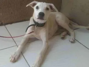 Cachorro raça Srd idade 2 a 6 meses nome LILICA