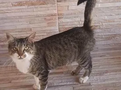 Gato raça  idade 2 anos nome Chaninha 