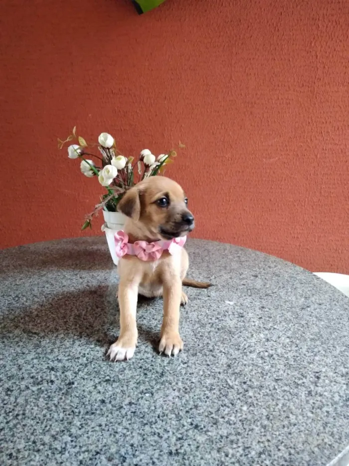 Cachorro ra a Srd idade Abaixo de 2 meses nome Mariazinha