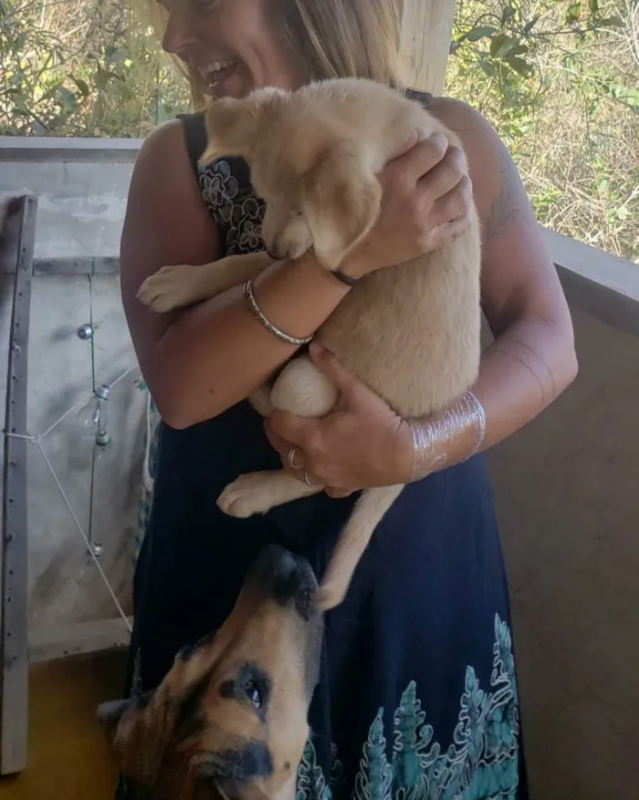 Cachorro ra a Labrador c/ Pastor idade Abaixo de 2 meses nome SemNome(dono escolh)