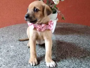 Cachorro raça Srd idade Abaixo de 2 meses nome Mariazinha