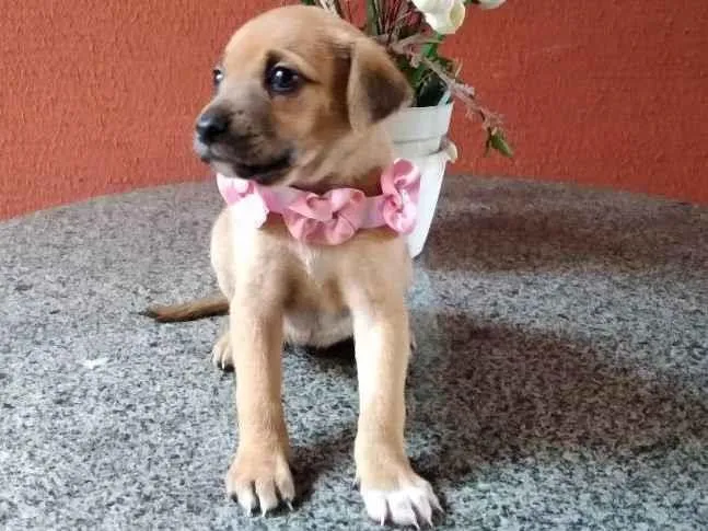 Cachorro ra a Srd idade Abaixo de 2 meses nome Mariazinha