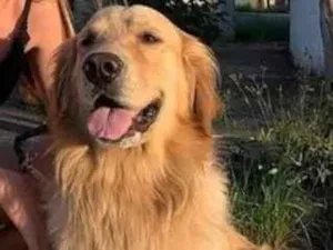Cachorro raça Golden retriever idade 6 ou mais anos nome Kevin (Zé)