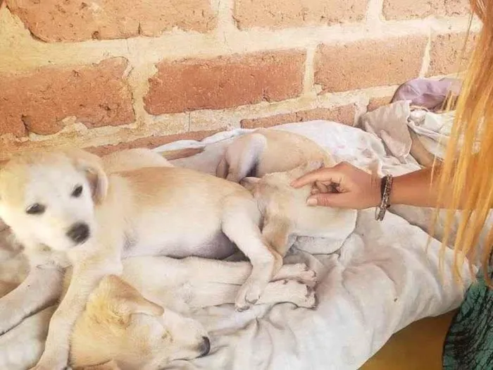 Cachorro ra a Labrador c/ Pastor idade Abaixo de 2 meses nome SemNome(dono escolh)