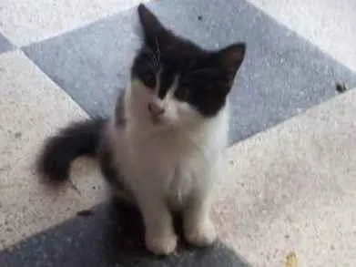 Gato ra a gato idade 2 a 6 meses nome ainda não tem