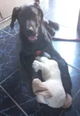ZEUS