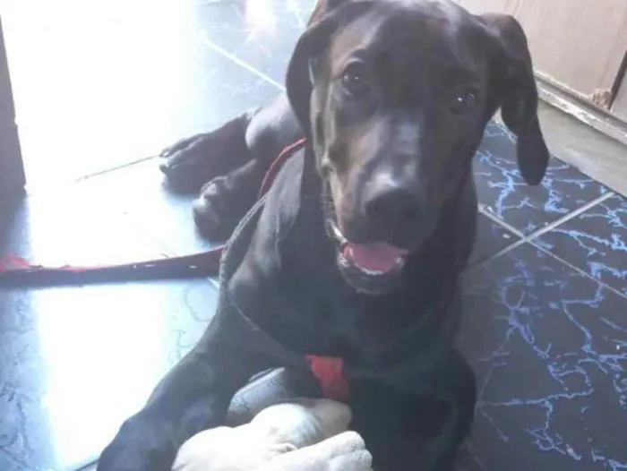 Cachorro ra a Lavrador com leão da rodesian idade 1 ano nome ZEUS