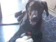 ZEUS