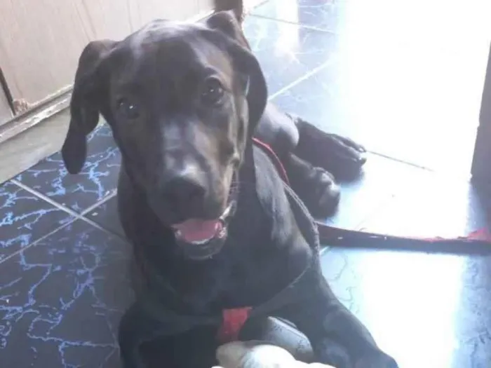 Cachorro ra a Lavrador com leão da rodesian idade 1 ano nome ZEUS