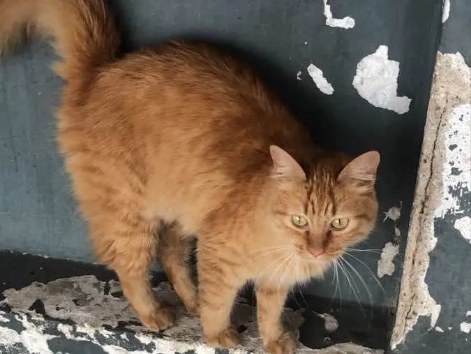 Gato raça Srd idade 1 ano nome Sandy