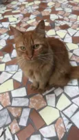 Gato raça Srd idade 1 ano nome Sandy