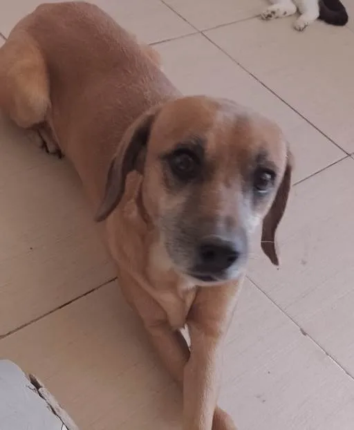 Cachorro ra a Mestiço  idade 3 anos nome Marley 