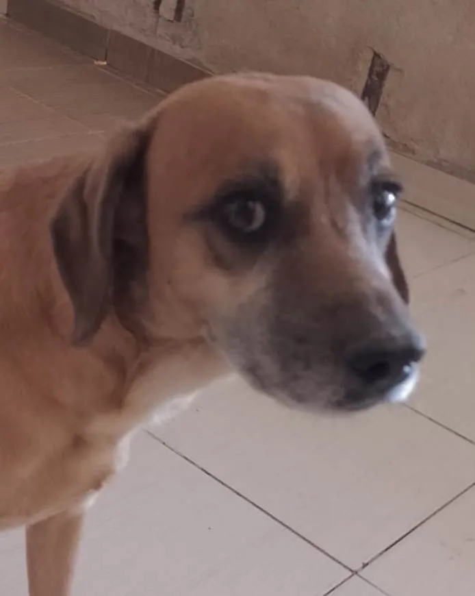 Cachorro ra a Mestiço  idade 3 anos nome Marley 