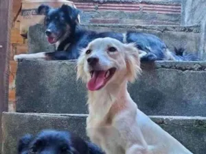 Cachorro raça  idade 2 anos nome BELA 