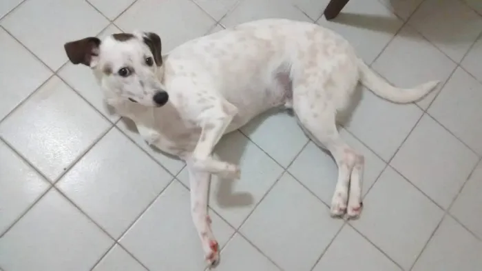 Cachorro ra a Sem raça definida  idade 5 anos nome Bob