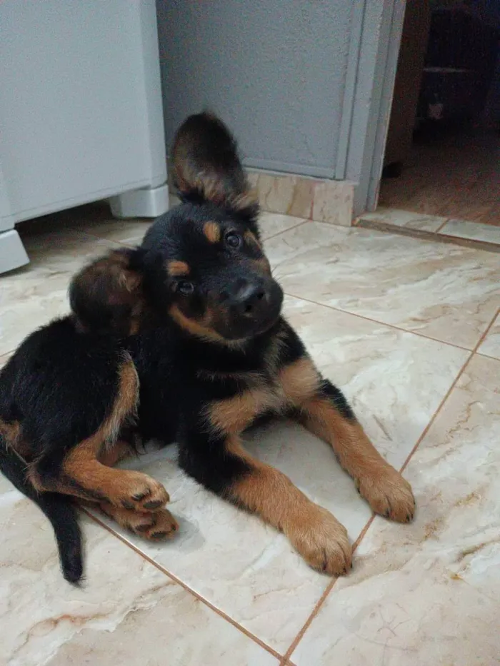 Cachorro ra a SRD idade 2 a 6 meses nome Chico