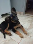Chico
