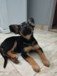 Chico