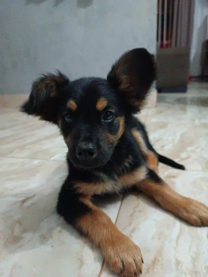 Cachorro ra a SRD idade 2 a 6 meses nome Chico