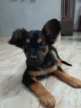 Chico