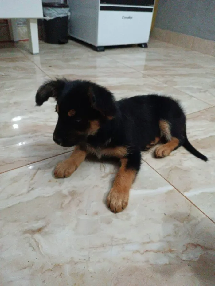 Cachorro ra a SRD idade 2 a 6 meses nome Chico