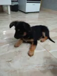 Chico