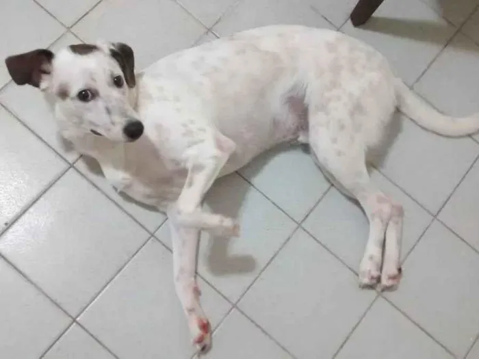 Cachorro ra a Sem raça definida  idade 5 anos nome Bob