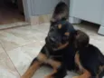 Chico