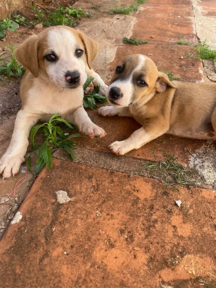 Cachorro ra a Vira lata  idade Abaixo de 2 meses nome Vários dogs