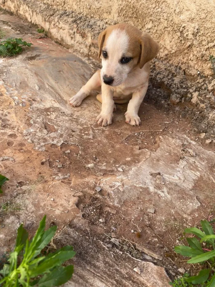 Cachorro ra a Vira lata  idade Abaixo de 2 meses nome Vários dogs