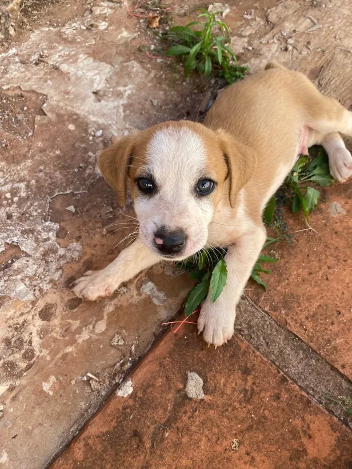 Cachorro ra a Vira lata  idade Abaixo de 2 meses nome Vários dogs