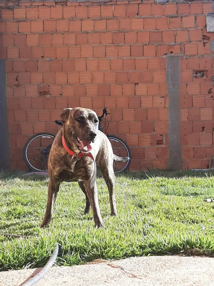 Cachorro ra a SRD (FILA COM PERDIGUEIRO)  idade 3 anos nome Jade