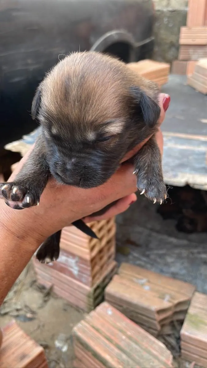 Cachorro ra a SRD idade 1 ano nome Mel