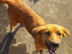 Cachorro raça SRD idade 1 ano nome Mel