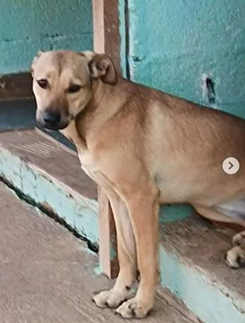 Cachorro ra a SRD idade 2 anos nome Aurora Especial