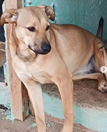 Cachorro ra a SRD idade 2 anos nome Aurora Especial