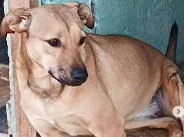 Cachorro ra a SRD idade 2 anos nome Aurora Especial