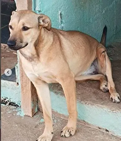 Cachorro ra a SRD idade 2 anos nome Aurora Especial