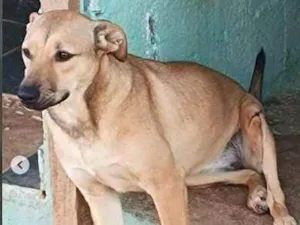 Cachorro raça SRD idade 2 anos nome Aurora Especial