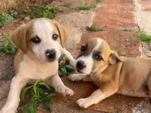 Cachorro raça Vira lata  idade Abaixo de 2 meses nome Vários dogs