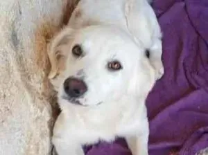 Cachorro raça SRD idade 2 anos nome Tony