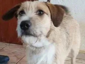 Cachorro raça SRD idade 1 ano nome Melissa Boneca